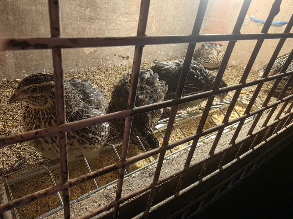 Recenzie produs - Hrănitoare pentru pui din metal galvanizat, 50 cm - agroelectro.ro