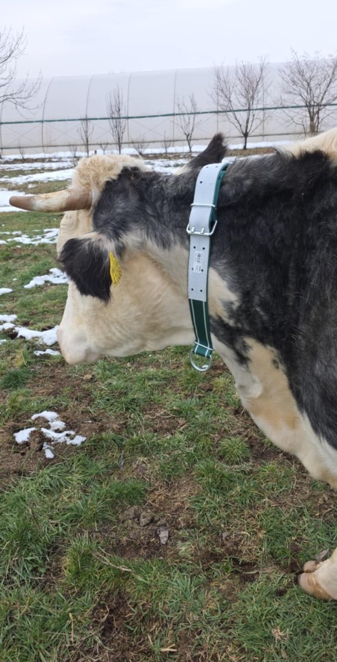 Recenzie produs - Colier pentru bovine, 150 × 5 cm - agroelectro.ro