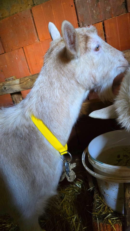 Recenzie produs - Colier pentru oi, galben, 60 cm - agroelectro.ro
