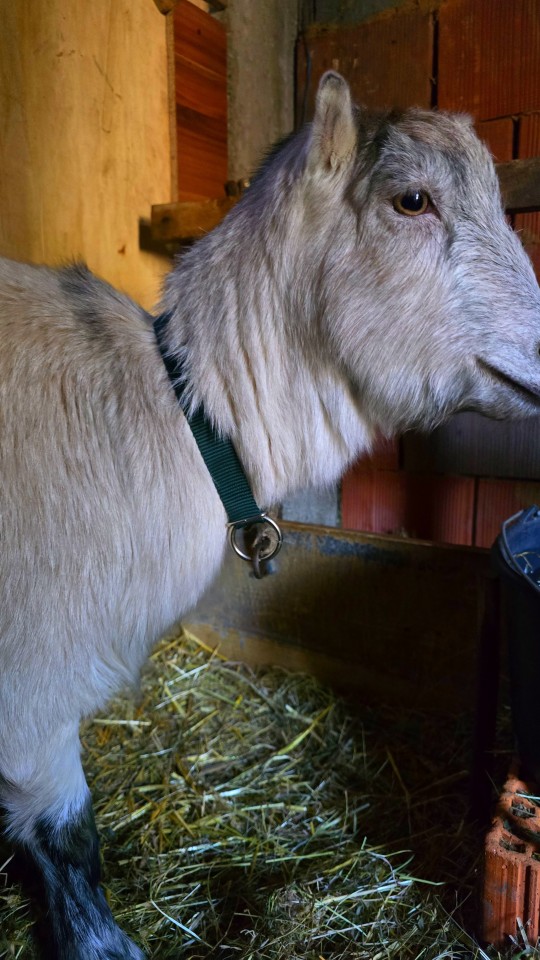 Recenzie produs - Colier pentru oi, verde, 60 cm - agroelectro.ro