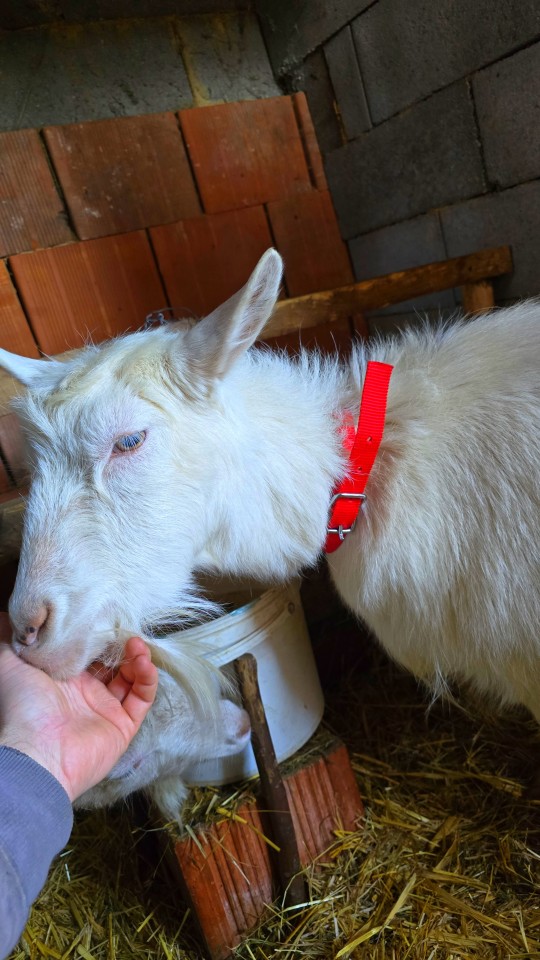 Recenzie produs - Colier pentru oi, roșu, 60 cm - agroelectro.ro