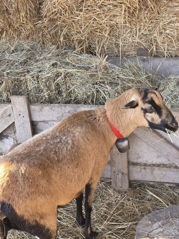 Recenzie produs - Colier pentru oi, roșu, 60 cm - agroelectro.ro