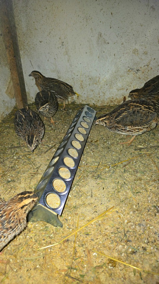 Recenzie produs - Hrănitoare pentru pui, din metal galvanizat, cu 24 găuri, 50 cm - agroelectro.ro