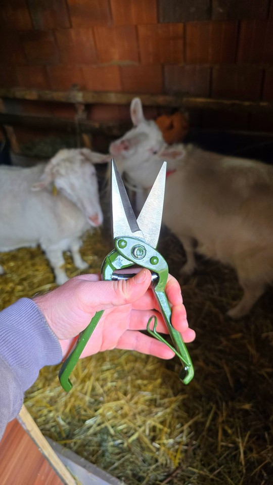 Recenzie produs - Foarfecă de tăiat copite, cu profil de tăiere drept - agroelectro.ro