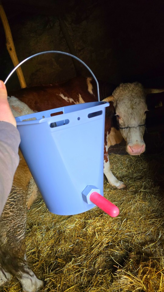 Recenzie produs - Găleată de alăptare pentru viței, 8 litri - agroelectro.ro