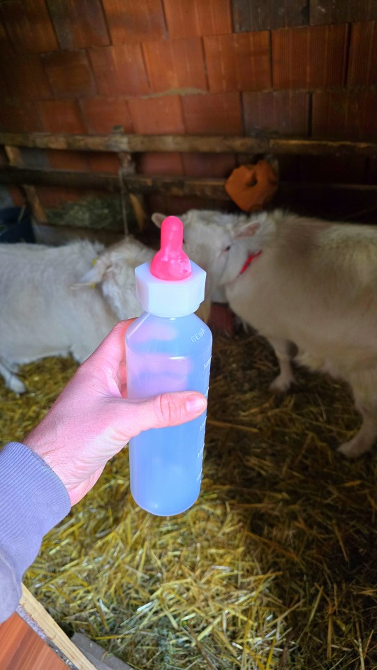 Recenzie produs - Bidon de alăptare pentru miei și iezi, 500 ml - agroelectro.ro