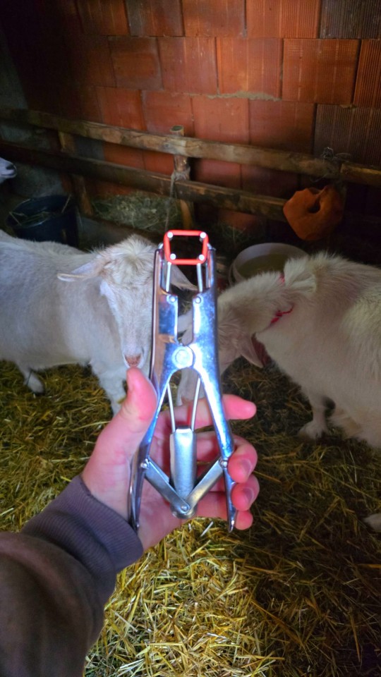 Recenzie produs - Clește aplicator pentru inele de castrare, 21 cm - agroelectro.ro