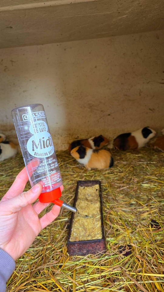 Recenzie produs - Adăpătoare cu bilă pentru rozătoare, 320 ml - agroelectro.ro