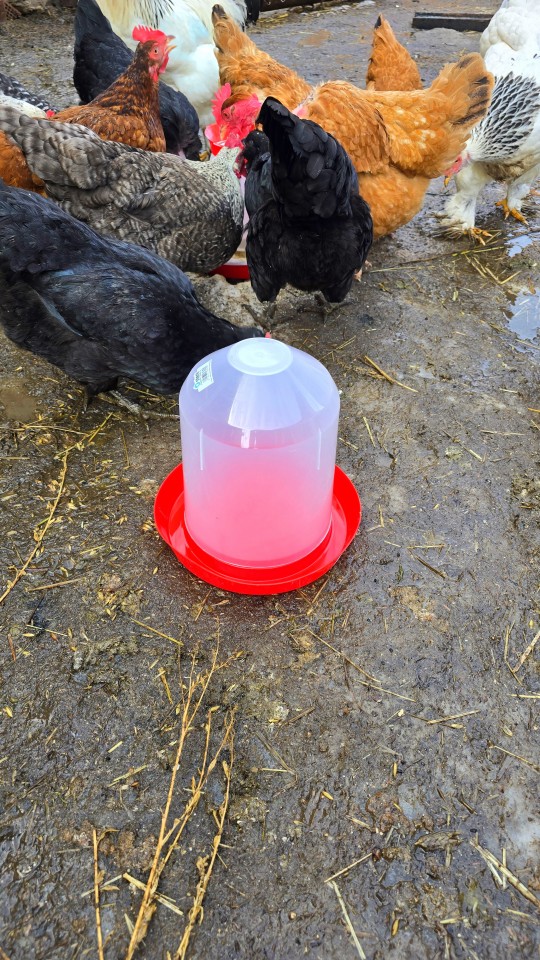 Recenzie produs - Adăpătoare pentru pui, tip clopot, 3 litri - agroelectro.ro