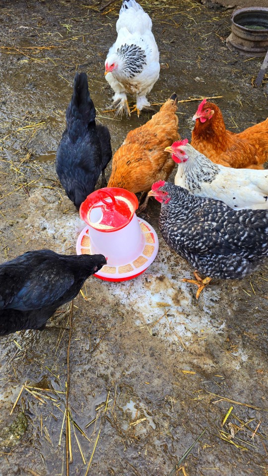 Recenzie produs - Hrănitoare pentru pui și păsări de curte, 5 l - agroelectro.ro