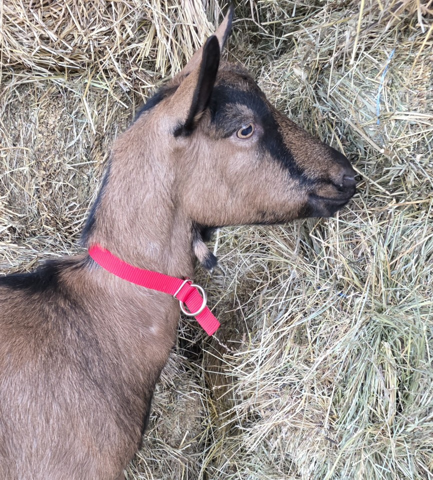 Recenzie produs - Colier pentru oi, roșu, 60 cm - agroelectro.ro