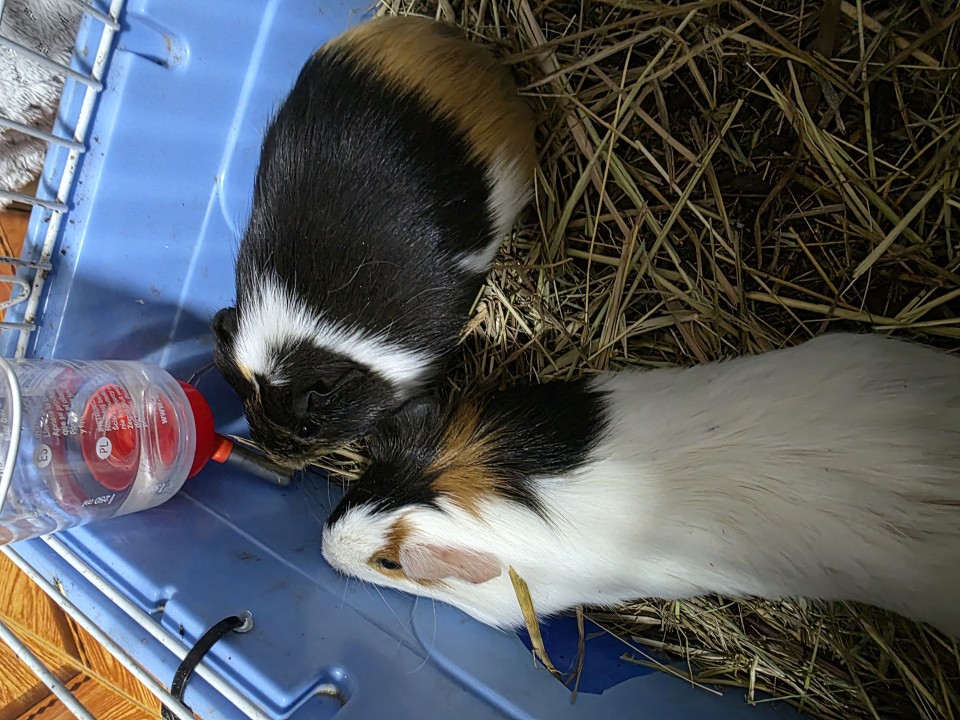Recenzie produs - Adăpătoare cu bilă pentru rozătoare, 320 ml - agroelectro.ro