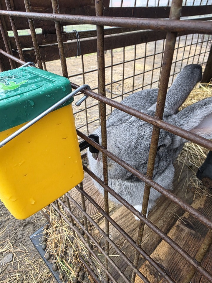 Recenzie produs - Adăpătoare pentru iepuri, 0,5 litri - agroelectro.ro