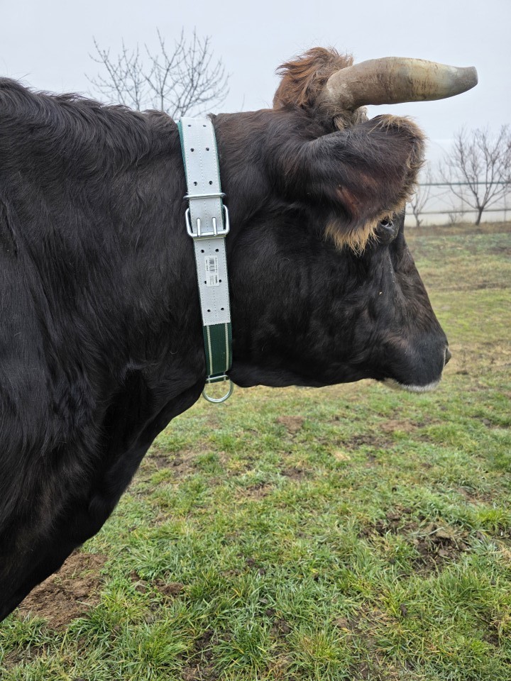 Recenzie produs - Colier pentru bovine, 150 × 5 cm - agroelectro.ro