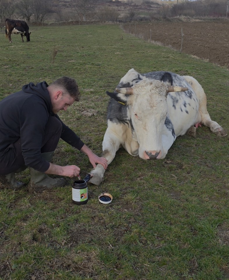 Recenzie produs - Pastă de gudron de fag, TarPaste, 1 kg - agroelectro.ro