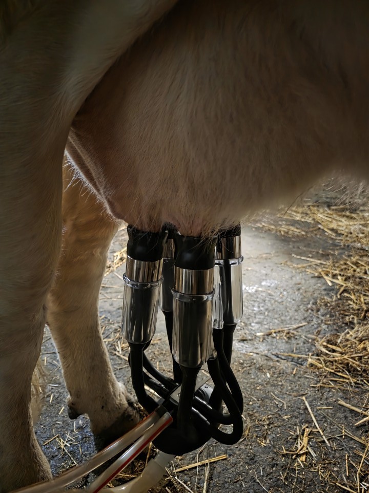 Recenzie produs - Grup de muls pentru vaci, 240 cm³ - agroelectro.ro