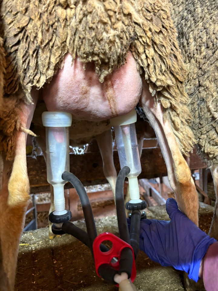 Recenzie produs - Grup de muls pentru capre, silicon, cu colector universal - agroelectro.ro