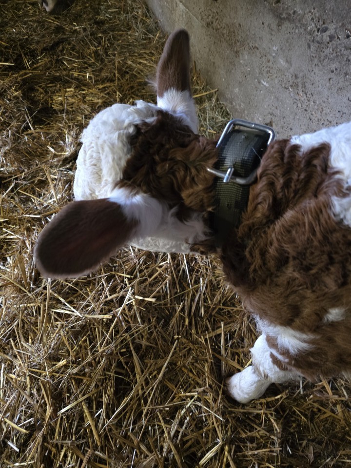 Recenzie produs - Curea pentru vaci, 85 × 4 cm - agroelectro.ro