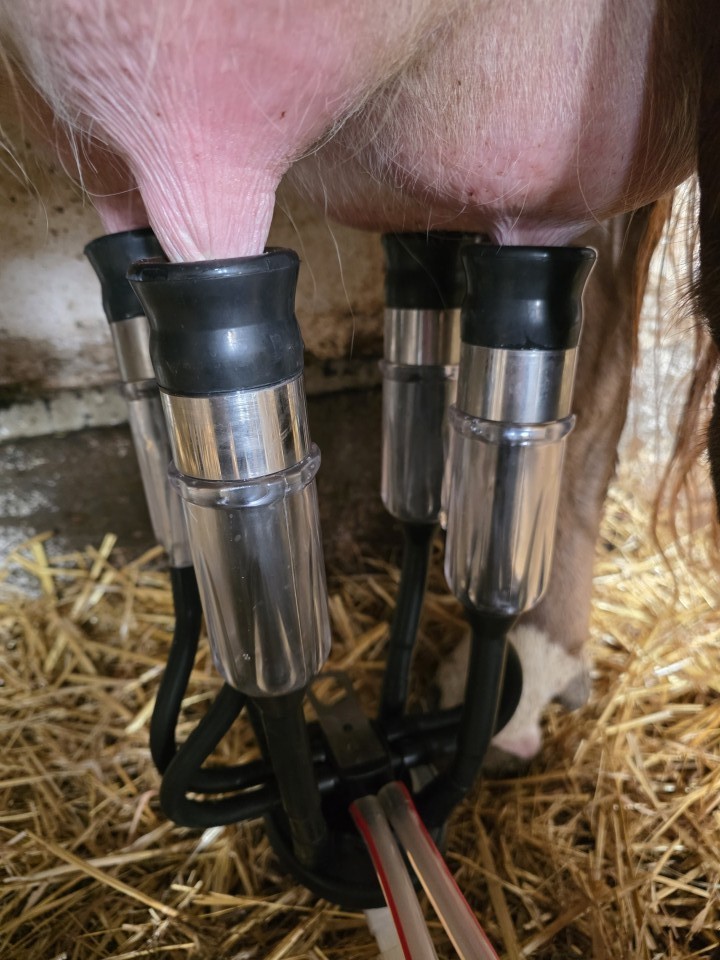 Recenzie produs - Grup de muls pentru vaci, 240 cm³ - agroelectro.ro