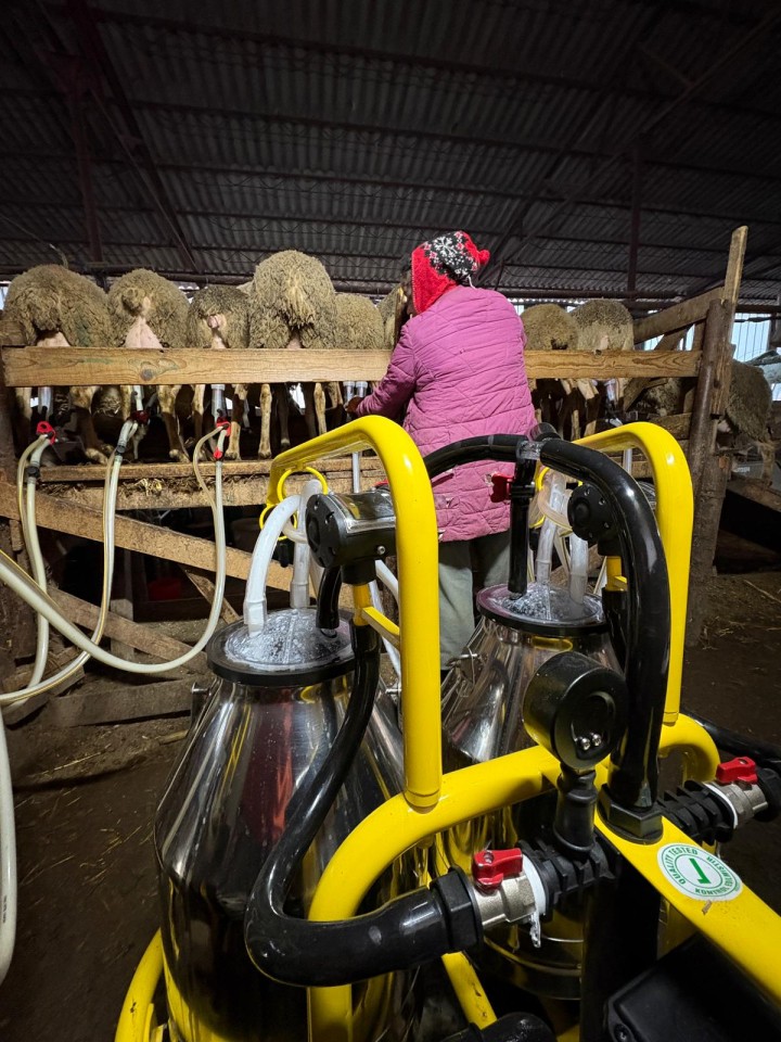 Recenzie produs - Aparat de muls oi, 4 posturi, 2 bidoane aluminiu 30 litri - agroelectro.ro