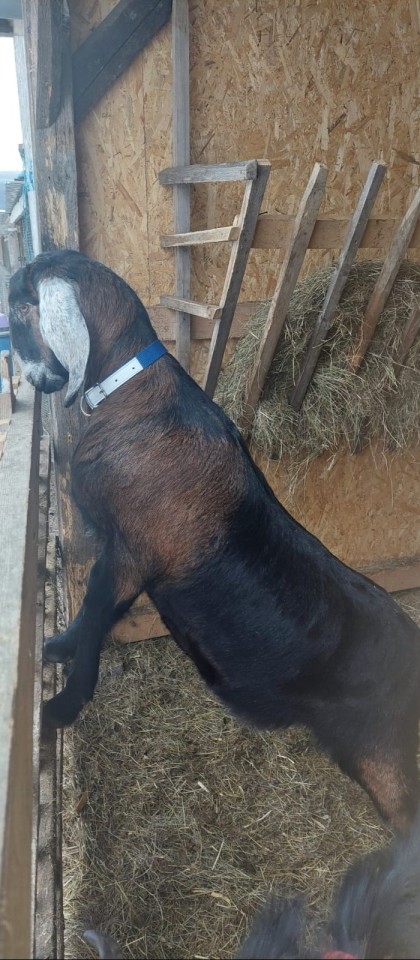 Recenzie produs - Colier pentru oi, albastru, 60 cm - agroelectro.ro