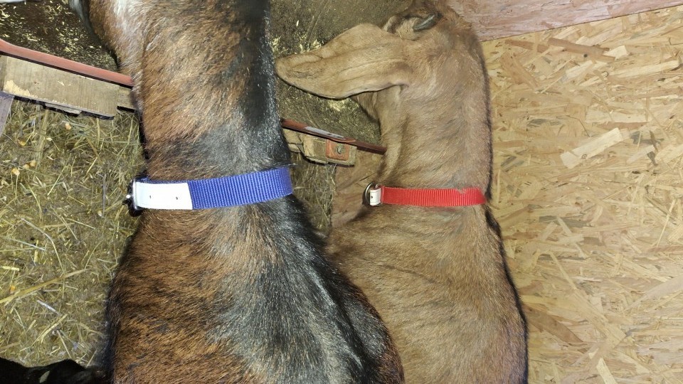 Recenzie produs - Colier pentru oi, roșu, 60 cm - agroelectro.ro