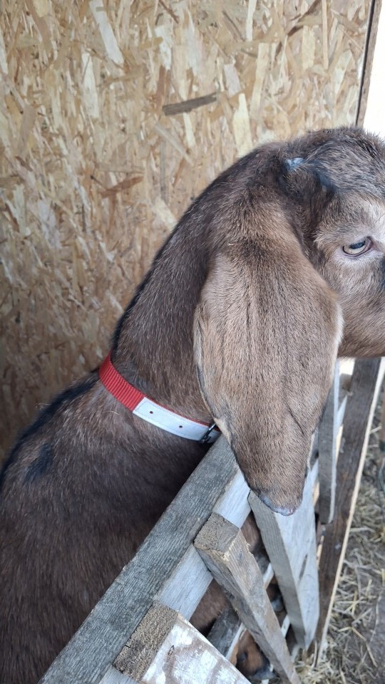 Recenzie produs - Colier pentru oi, roșu, 60 cm - agroelectro.ro