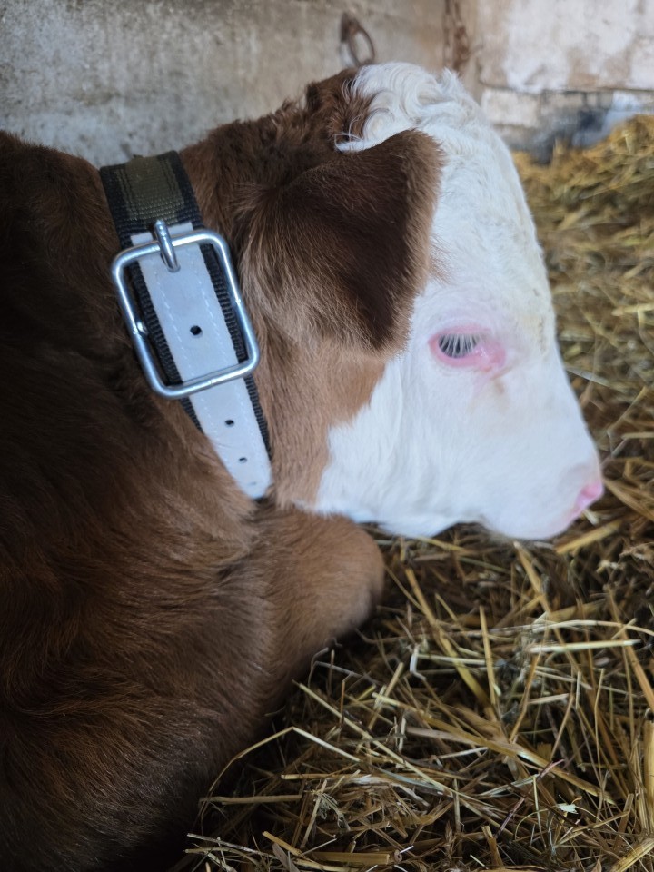 Recenzie produs - Curea pentru vaci, 85 × 4 cm - agroelectro.ro