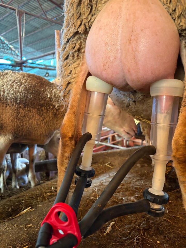 Recenzie produs - Colector universal pentru oi și capre - agroelectro.ro