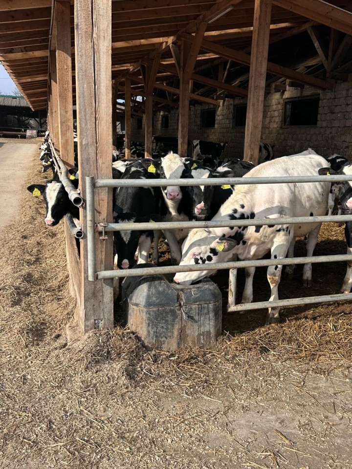 Recenzie produs - Adăpătoare anti-îngheț cu bilă, pentru bovine și cabaline, 40 litri - agroelectro.ro