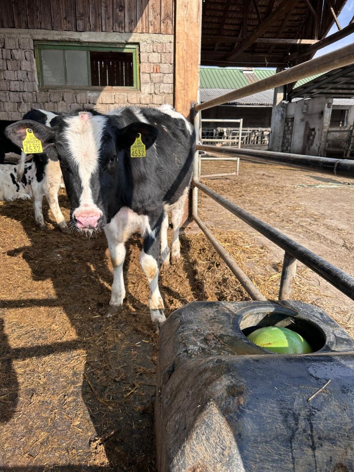 Recenzie produs - Adăpătoare anti-îngheț cu bilă, pentru bovine și cabaline, 40 litri - agroelectro.ro