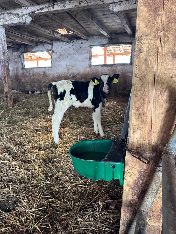 Recenzie produs - Adăpătoare plastic, cu plutitor, 5 litri - agroelectro.ro