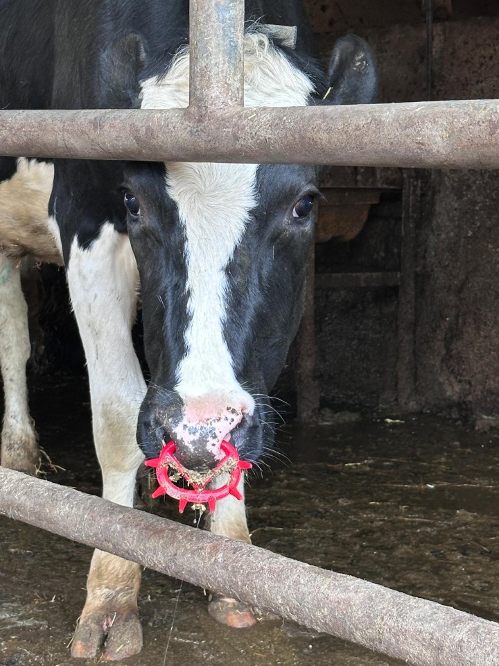 Recenzie produs - Dispozitiv antisupt pentru viței și vite tinere, cu limbă de blocare, Müller 2010, roșu - agroelectro.ro