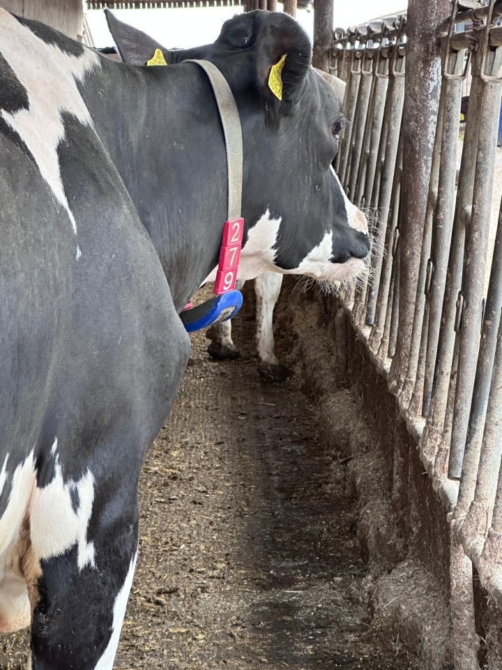 Recenzie produs - Cifre pentru curea de marcaj animale, nr. 5, 10 buc. - agroelectro.ro