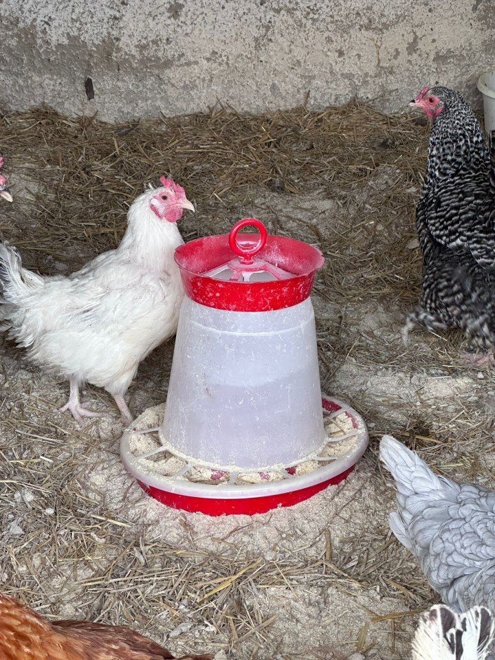 Recenzie produs - Hrănitoare pentru pui și păsări de curte, 10 l - agroelectro.ro