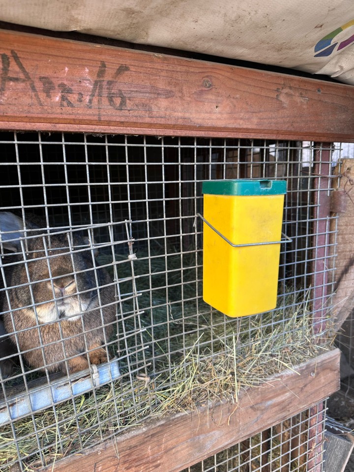 Recenzie produs - Adăpătoare pentru iepuri, 1 litru - agroelectro.ro