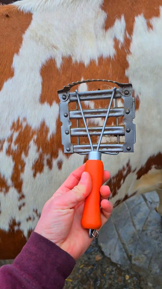 Recenzie produs - Țesală metalică cu pieptăn de coamă, 12 × 12,5 cm - agroelectro.ro