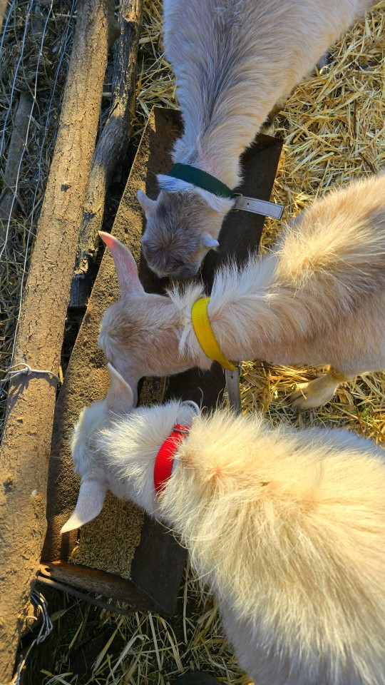 Recenzie produs - Colier pentru oi, galben, 60 cm - agroelectro.ro