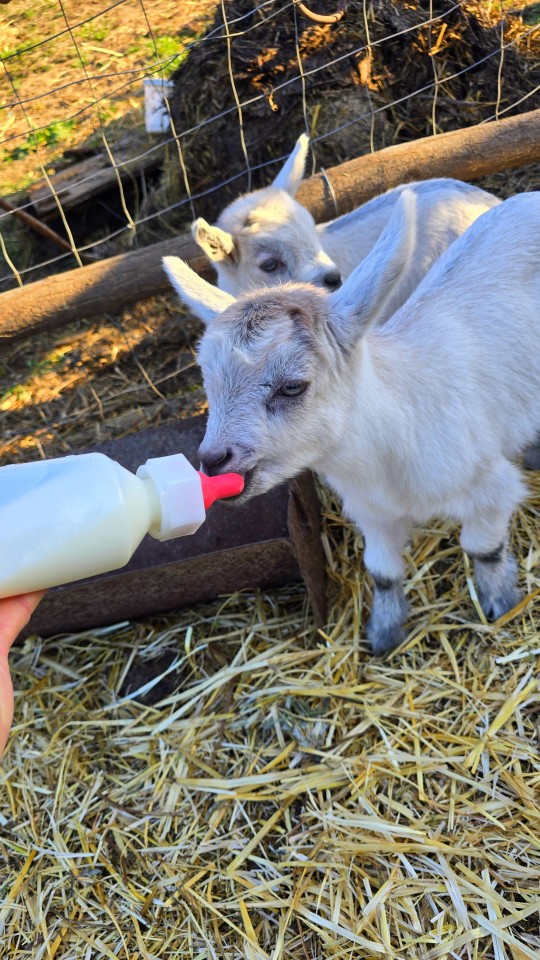 Recenzie produs - Bidon de alăptare pentru miei și iezi, 500 ml - agroelectro.ro