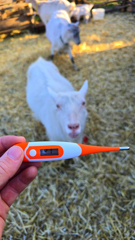 Recenzie produs - Termometru digital, impermeabil, cu vârf de măsurare flexibil - agroelectro.ro