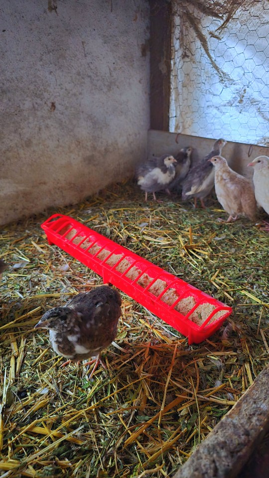 Recenzie produs - Hrănitoare pentru pui, lungime 50 cm, capacitate 1,5 l - agroelectro.ro