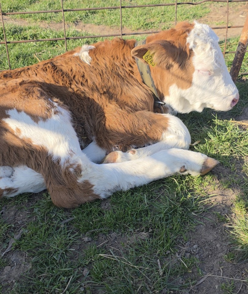 Recenzie produs - Curea pentru vaci, 85 × 4 cm - agroelectro.ro