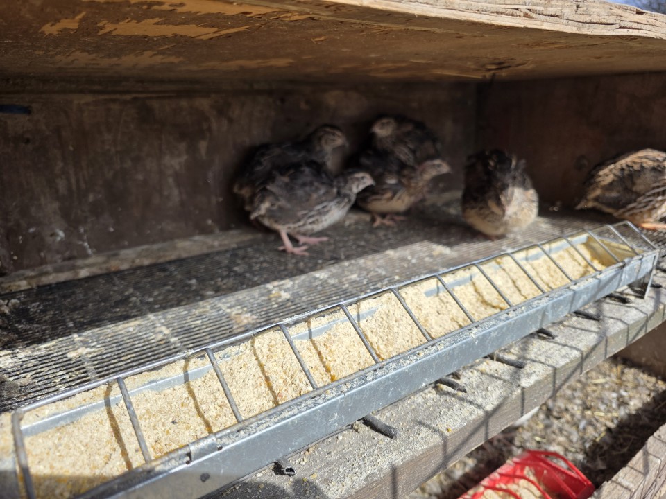 Recenzie produs - Hrănitoare pentru pui, lungime 50 cm, capacitate 1,5 l - agroelectro.ro