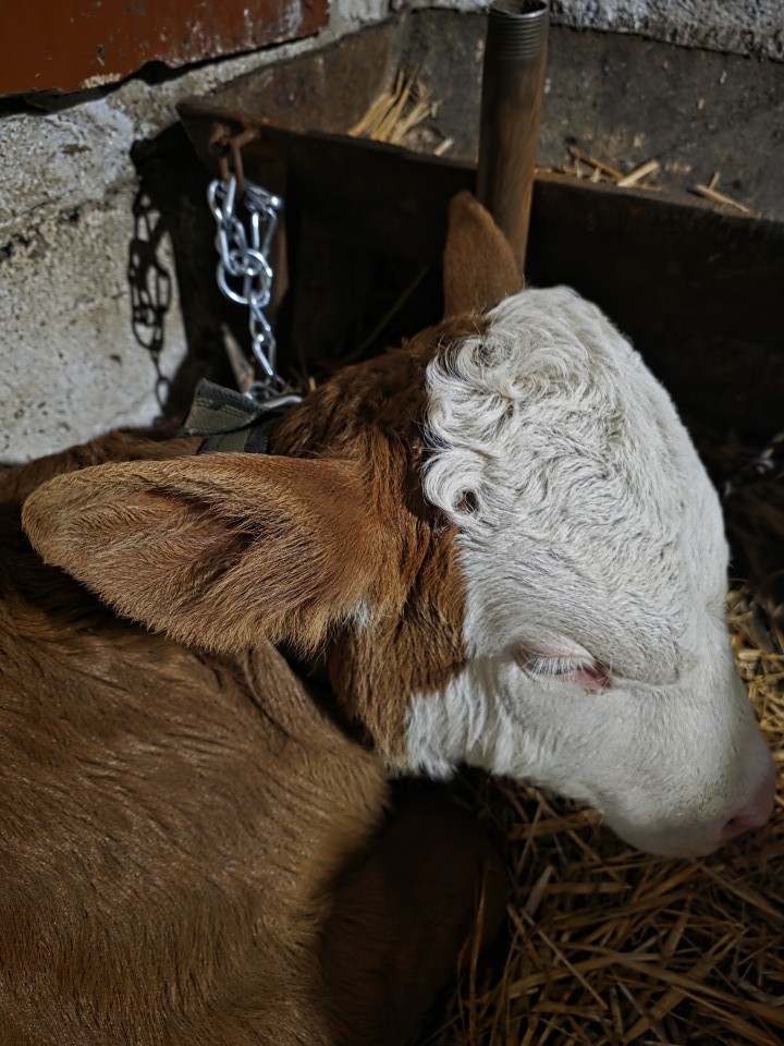 Recenzie produs - Curea universală cu lanț, pentru bovine, 100 × 4 cm - agroelectro.ro