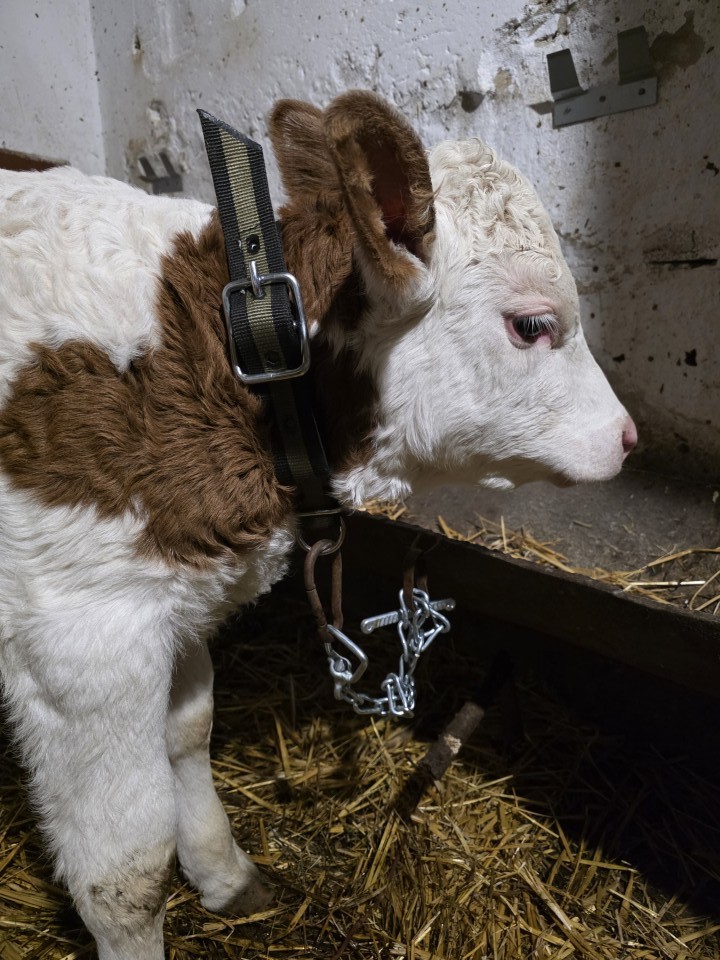 Recenzie produs - Curea universală cu lanț, pentru bovine, 100 × 4 cm - agroelectro.ro
