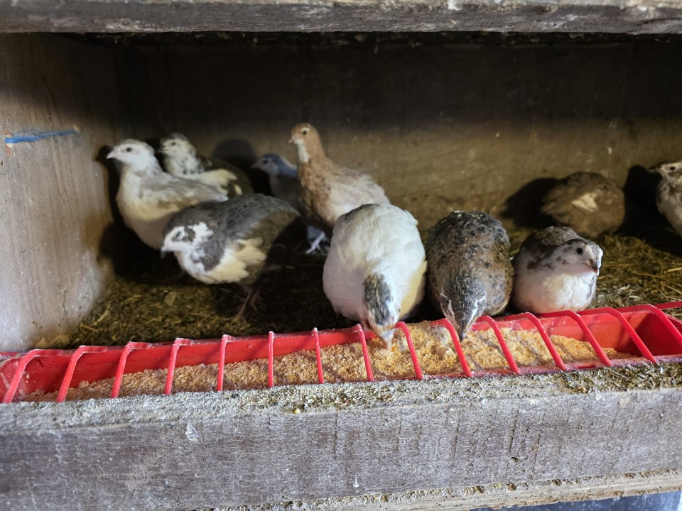 Recenzie produs - Hrănitoare pentru pui, lungime 50 cm, capacitate 1,5 l - agroelectro.ro