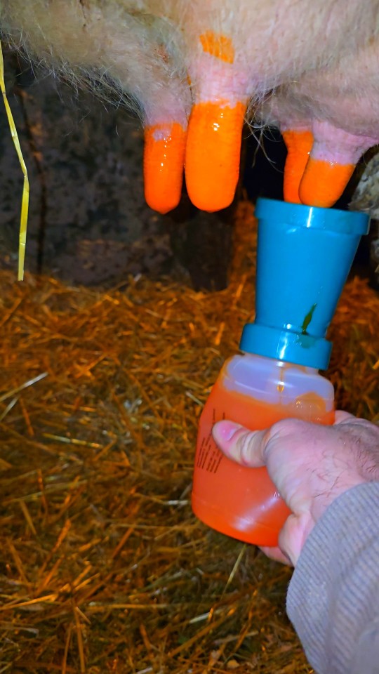 Recenzie produs - Gel pentru igiena ugerului după muls, UPROTECT, 5 kg - agroelectro.ro