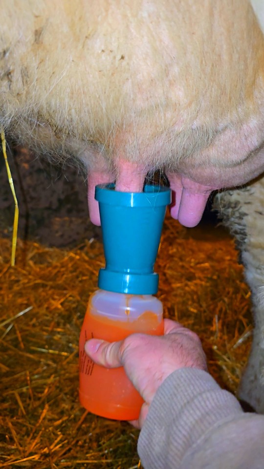 Recenzie produs - Pahar pentru dezinfecția mameloanelor, clasic, 300 ml - agroelectro.ro