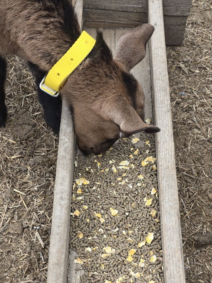 Recenzie produs - Colier pentru oi, galben, 60 cm - agroelectro.ro