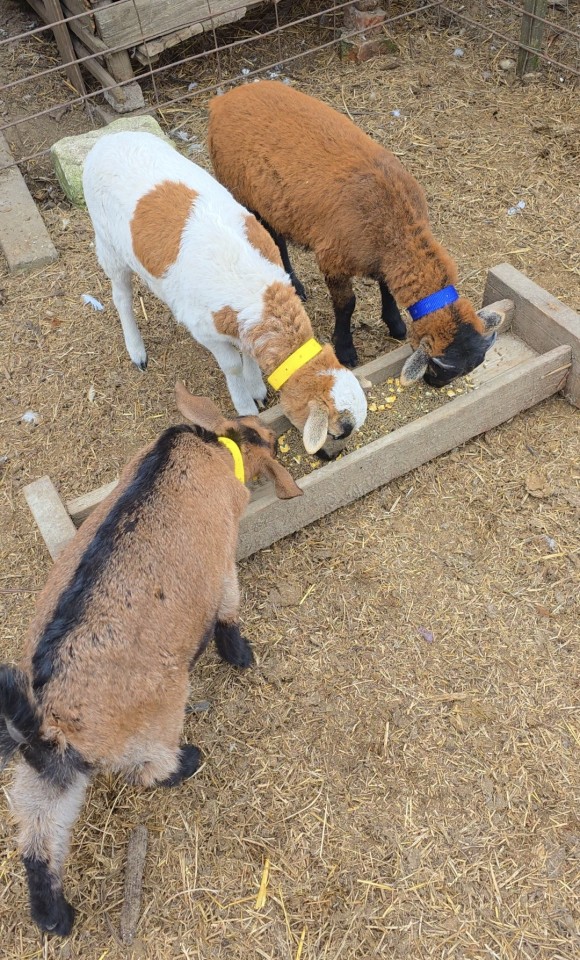 Recenzie produs - Colier pentru oi, galben, 60 cm - agroelectro.ro